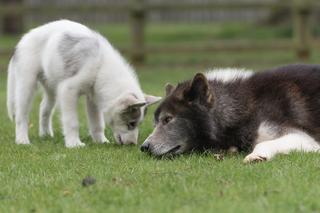 Najdroższe psy świata