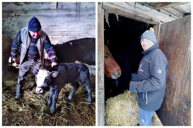 Rolnicy Podlasie. Gienek i Andrzej ciężko pracują. Zima w Plutyczach nie odpuszcza [ZDJĘCIA]