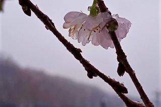 Wiśnia japońska na Jasnych Błoniach obsypała się kwiatami