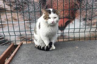 Bydgoskie schronisko znajduje się przy ul. Grunwaldzkiej