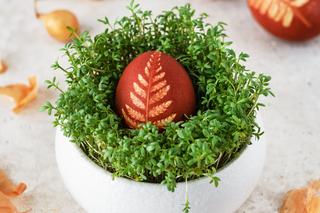 Rzeżucha wielkanocna