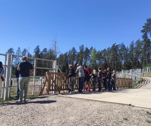 Zagroda Pokazowa Żubrów w Kopnej Górze. Unikalne miejsce na mapie Podlasia