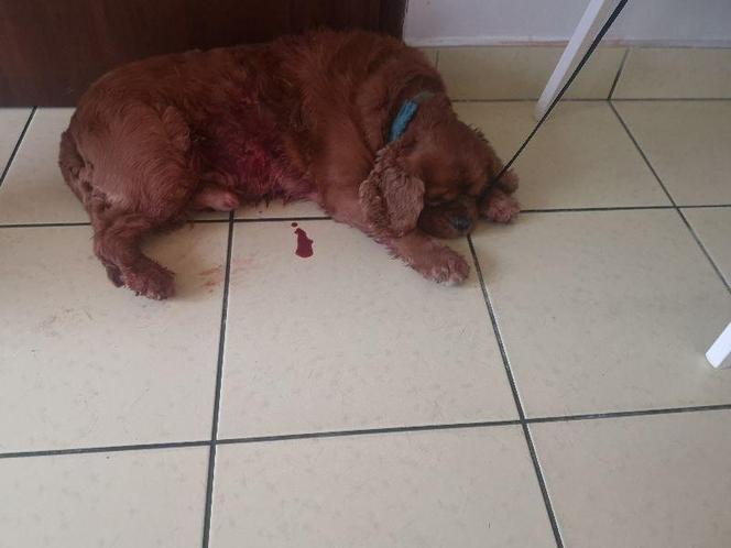 Agresywna akita zagryzła na śmierć cavaliera 