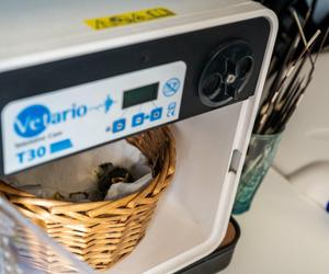 Nowość w autach poznańskiej Straży Miejskiej! To w trosce o najmniejsze zwierzaki 