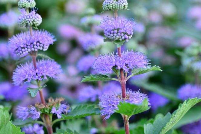 Barbula szara - Caryopteris incana