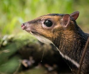 W ZOO Wrocław na świat przyszedł kanczyl filipiński! To trzeci samiec tego gatunku na całym świecie 