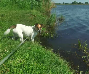 Kalisz: weź psa ze schroniska na spacer