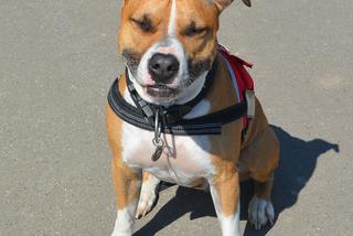 Amstaff 