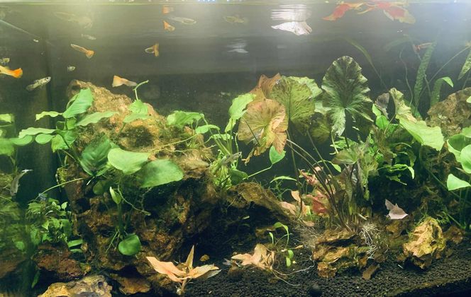 Rozmawiamy z Tomaszem Wiśniewskim, założycielem Aqua Dreams Bydgoszcz