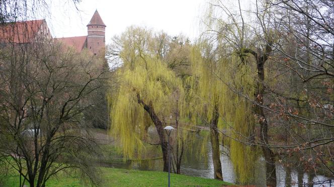 Zielone drzewa i kolorowe kwiaty. W Olsztynie są już pierwsze oznaki wiosny!