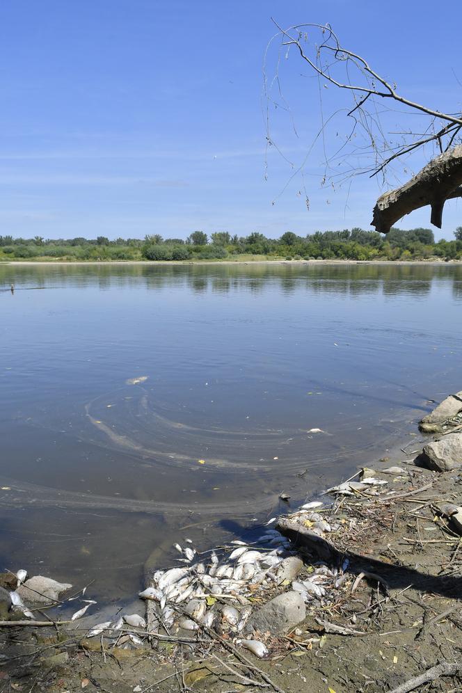 Miejskie Przedsiębiorstwo Wodociągów i Kanalizacji analizuje możliwą przyczynę klęski ekologicznej w rzece