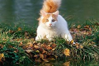 Rasowe koty zawładną Halą Orbita. Koniecznie musisz zobaczyć te kocie piękności