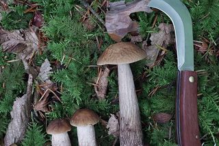 Wysyp grzybów w woj. lubelskim 