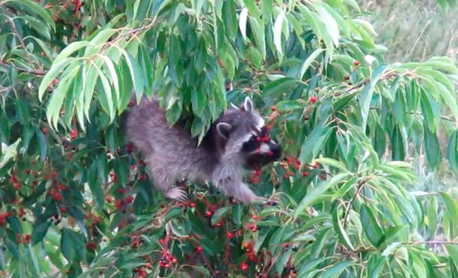 Niemieckie szopy piorą naszych