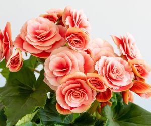 Begonia zimowa kwitnie ślicznie i długo. Jak dbać o begonię zimową?
