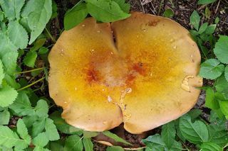 Leśny olbrzym w Ogrodzie Botanicznym. Ten grzyb to prawdziwy unikat