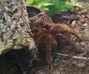 Wystawa pająków w Bydgoszczy. Egzotyczna atrakcja na ferie zimowe