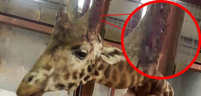 Horror w zoo. 500 martwych zwierząt, boksy tak małe, że nie da się ruszać, zakrwawione kapibary