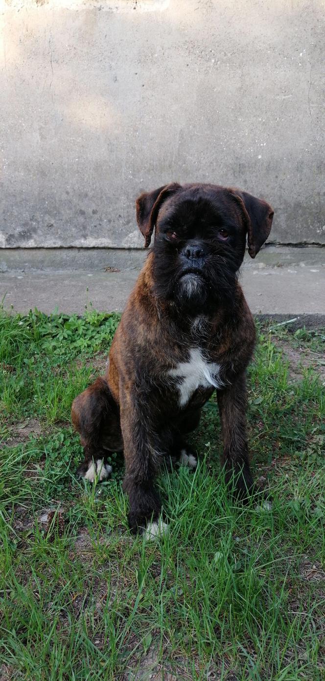 2500zł za zabójcę mojego psa