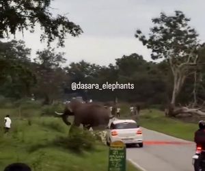 Turysta chciał selfie ze słoniem. Gorzko tego pożałował