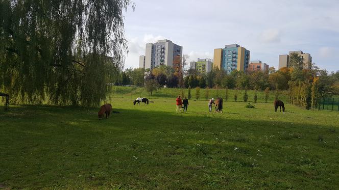Pastwisko dla koni w Sosnowcu