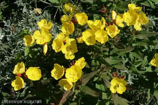 Wiesiołek krzewiasty - Oenothera fruticosa