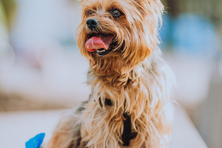 Yorkshire terrier 