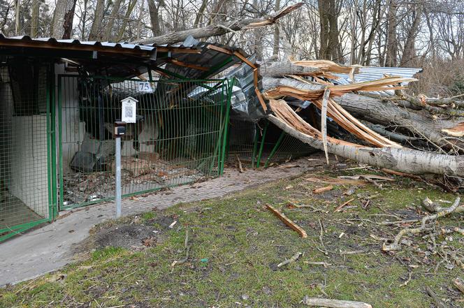 O krok od tragedii! Wichura powaliła drzewo na boksy dla psów w schronisku