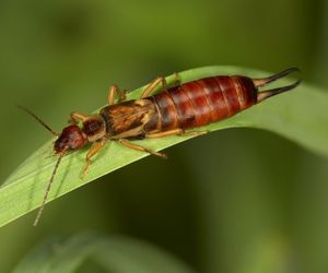 Szczypawka (skorek) - czy gryzie? Czy jest szkodnikiem?