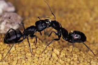 Robaki w domu: mrówki, prusaki, karaluchy