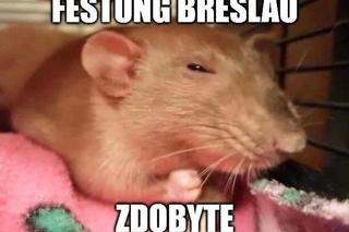 Szczury przejęły władzę nad Wrocławiem. Zobacz Najlepsze MEMY!