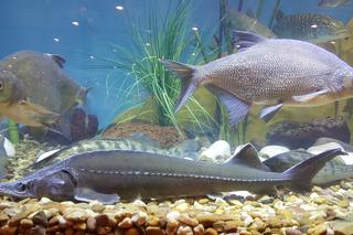 Targi Wędkarskie Rybomania w Sosnowcu