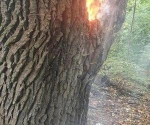 Ktoś podpalił blisko 200-letni dąb w Koronowie! Trwa szukanie sprawcy [ZDJĘCIA]