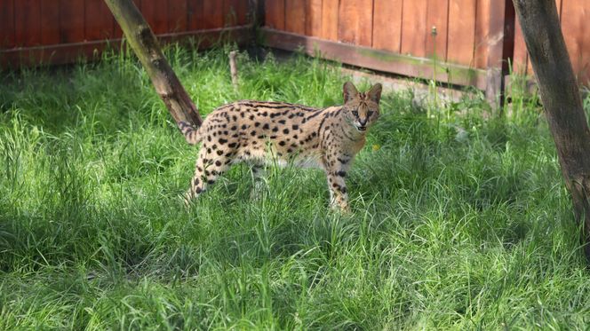 Pomysł na wycieczkę niedaleko Lublina? Zoo w Wojciechowie to idealny kierunek!