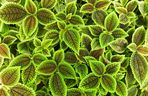 Pilea involucrata. Kwiat przyjaźni, który pięknie wygląda w każdym wnętrzu