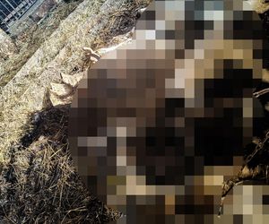 Horror koło Ostródy. Zwierzęta konały bez światła, wody i jedzenia