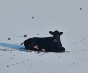 Wszedł na zamarznięty zalew i utknął! Bezradnemu cielakowi pomogli strażacy