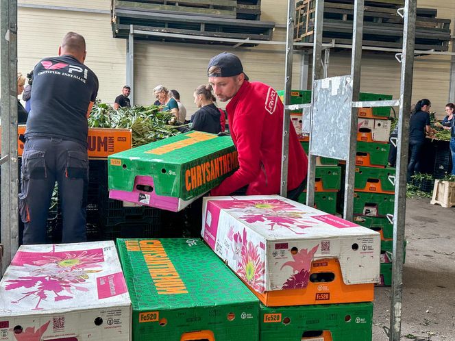 Królewskie kwiaty z Brzozia podbijają świat