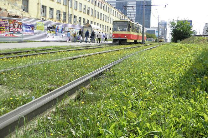 Zielone torowiska tramwajowe. Ranking miast