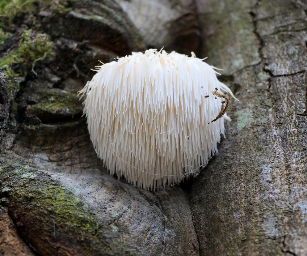 Magiczne grzyby największym zagrożeniem. Objawy zatrucia odczuwa się latami