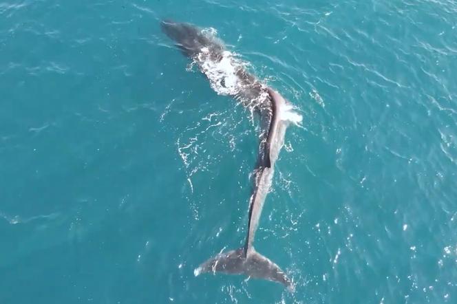 Dlaczego ten wieloryb tak wygląda? Nie tylko ludzie mają cierpią na skoliozę 