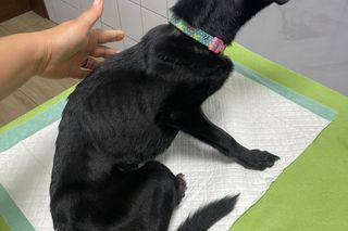 Pies zamknięty w piwnicy i skrajnie wychudzony. Pet Patrol: To żywy szkielet psa. Jest decyzja sądu ws. właścicielki