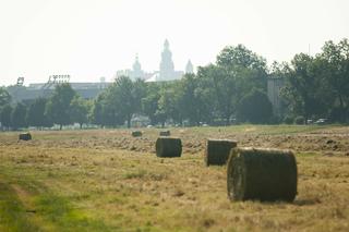 Tak wyglądały sianokosy na Błoniach w 2022 roku