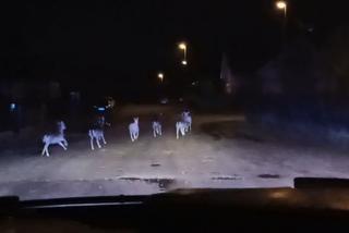 Dzikie zwierzęta przyłapane w Wejherowie