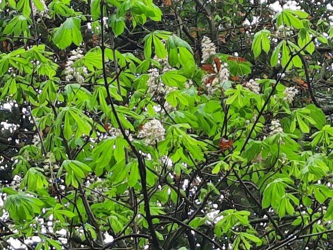 Włącz się w akcję ratowania kasztanowców w siedleckim parku miejskim!
