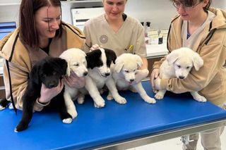 Psy jak niedźwiadki szukają domu