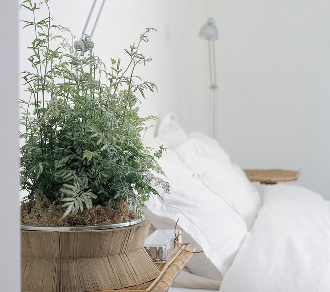 Domowe rośliny do sypialni