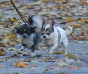 Marta Kaczyńska inwestuje w edukację synka