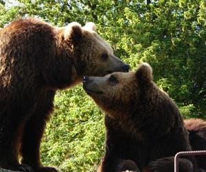 Jak zamojskie zoo radzi sobie z upałami? Czy niedźwiedzie mają z nimi problem?