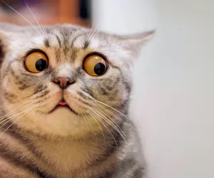 Domowe zwierzę dopasowane do Twojego znaku zodiaku. Będzie Twoim najlepszym kompanem. Horoskop wskazuje podobieństwa 